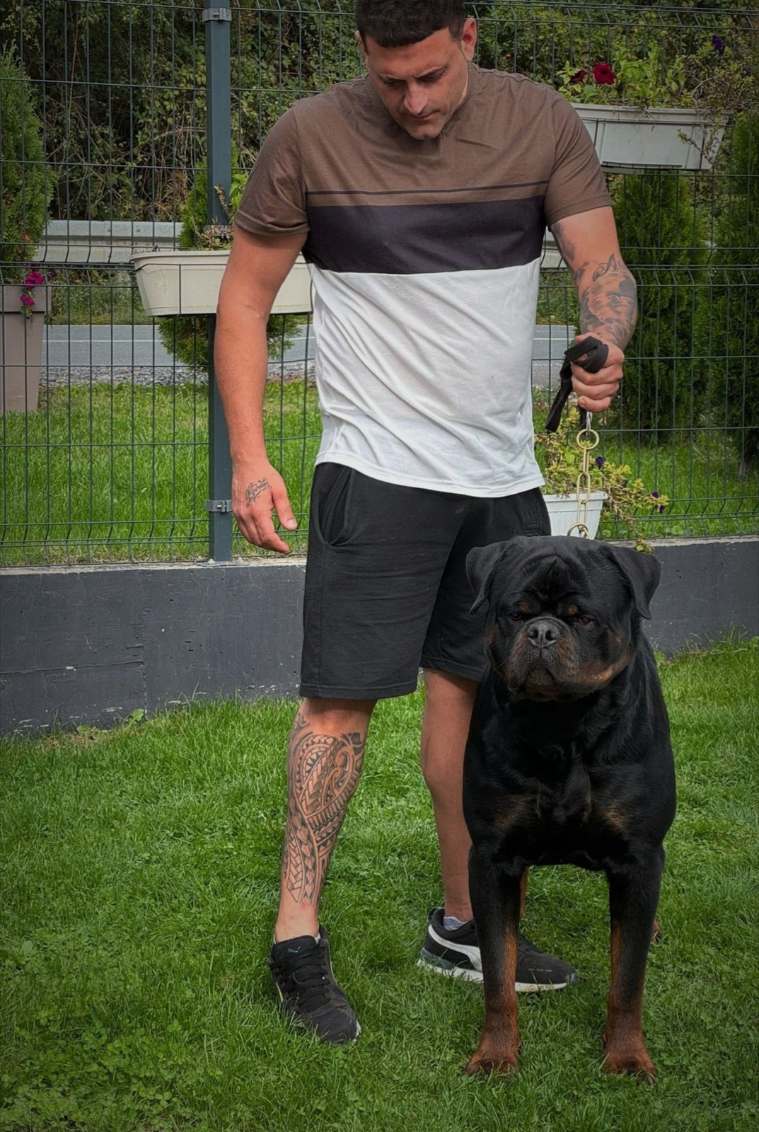 Rottweiler adulto de Rottvale Kennel con su guía en el jardín