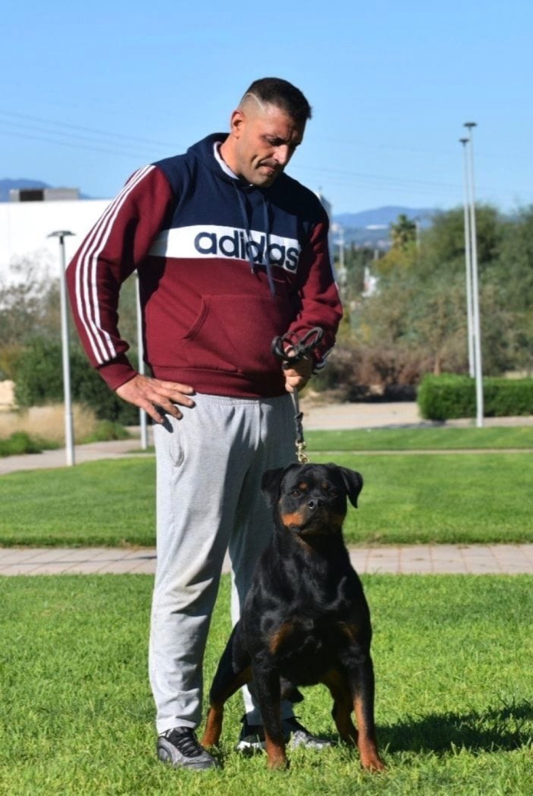 Rottweiler de Rottvale Kennel en stack con su guía