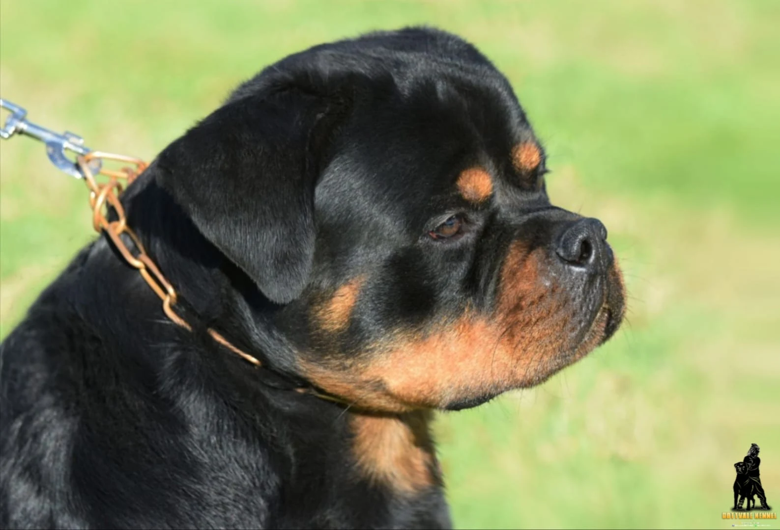 CHAMÁN DE ROTTVALE ( McGregor de Rottvale x Zara de Rottvale)