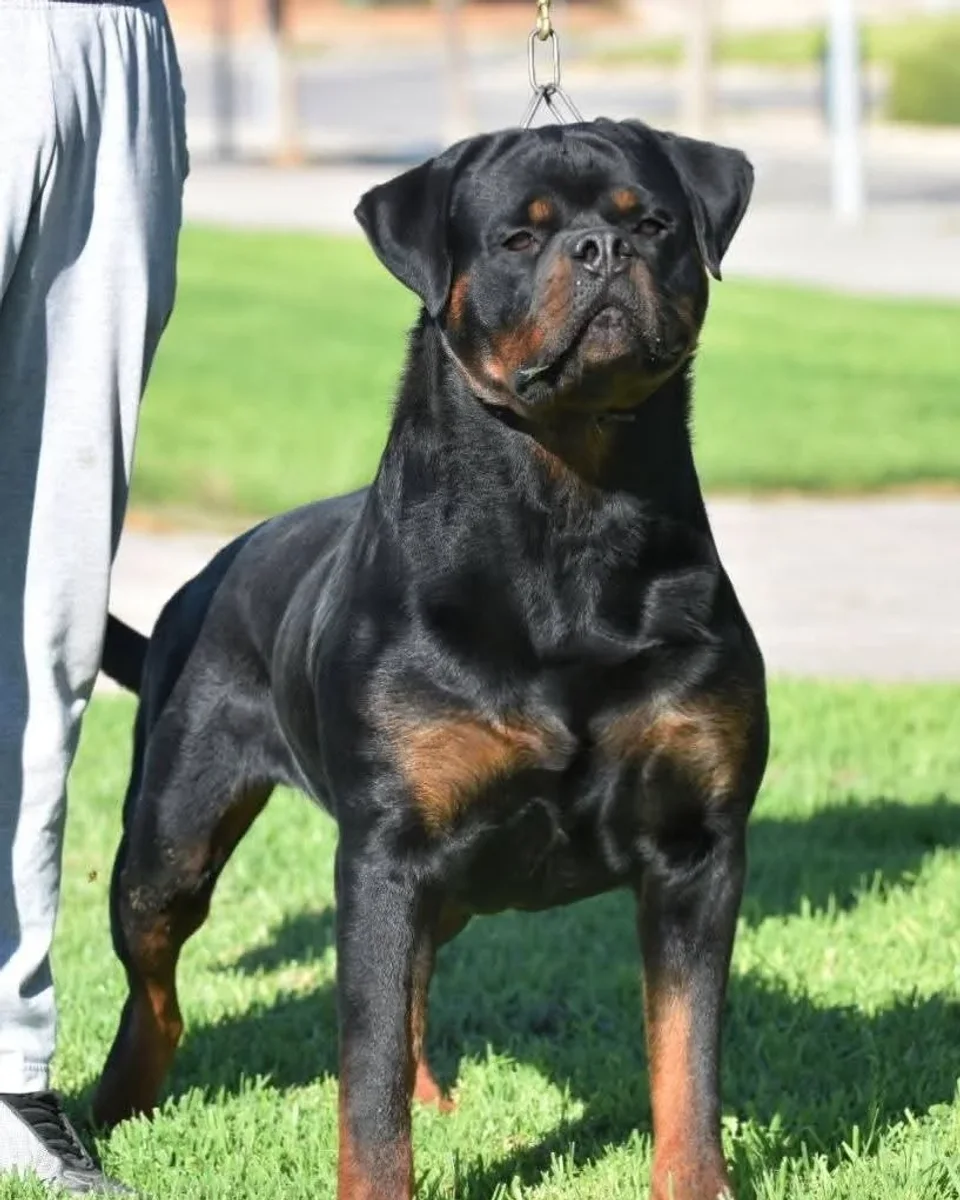 TURBO DE ROTTVALE ( Eminen vh Edelstein  x  Candy Flash Rouse)